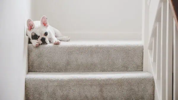 Dog sitting on top of carpeted stairs with underlay underneath