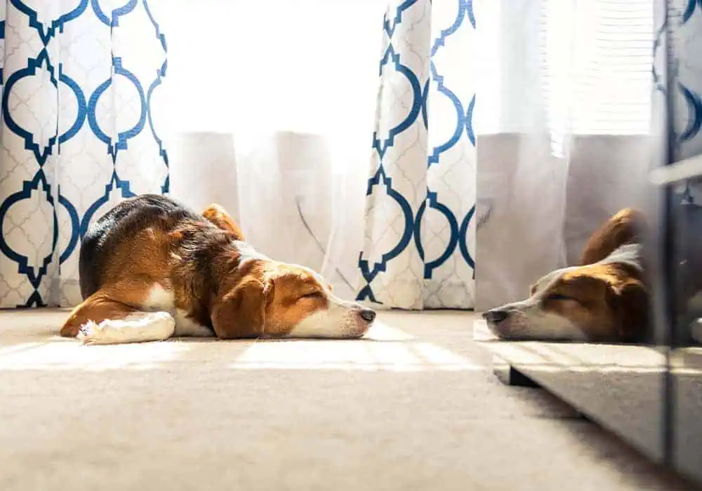 A dog laying on a warm carpeted floor asleep