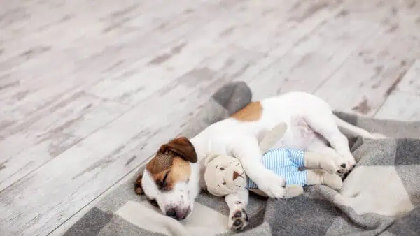 Dog on a warm laminate floor with underfloor heating