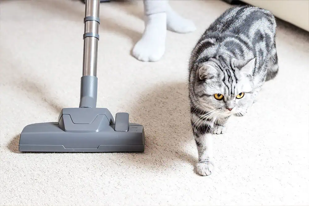 Woman vacuuming a freshly laid carpet