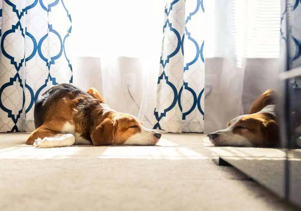 Dog asleep on comfy living room carpet